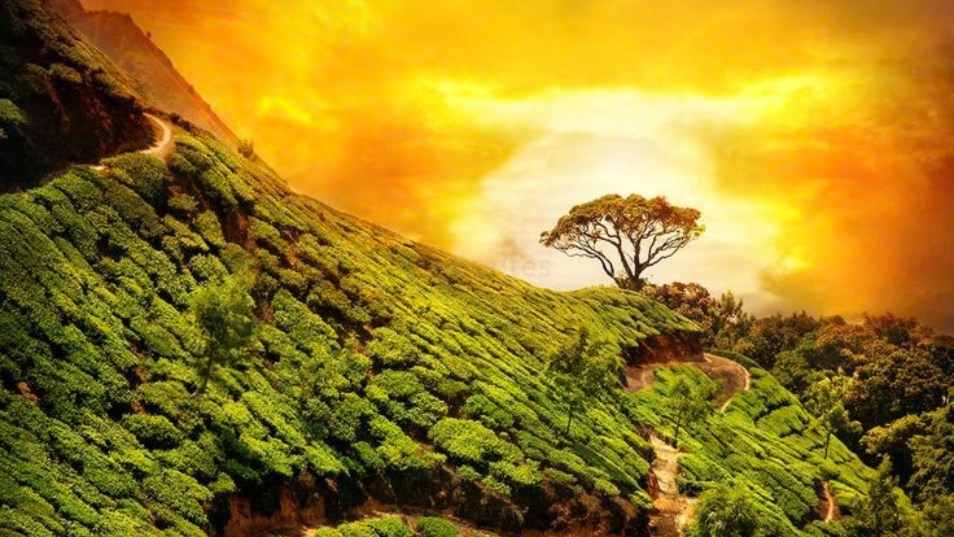 Munnar Kerala tea gardens and beautiful hill landscape.